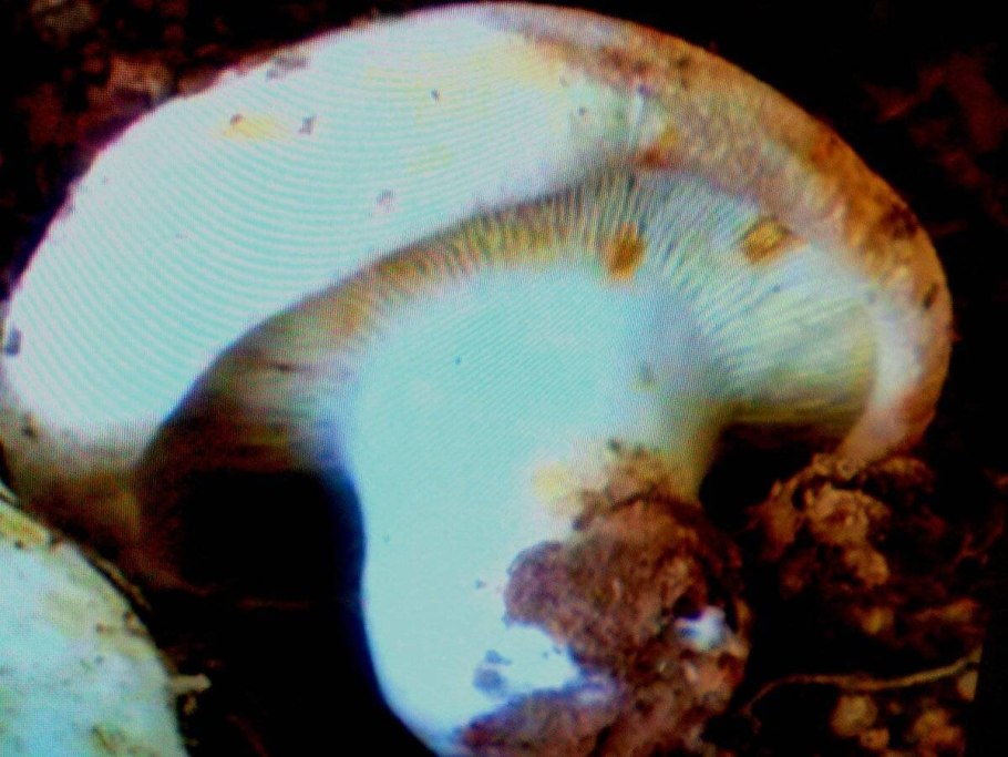 Подгруздок белый сухой груздь Russula Delica