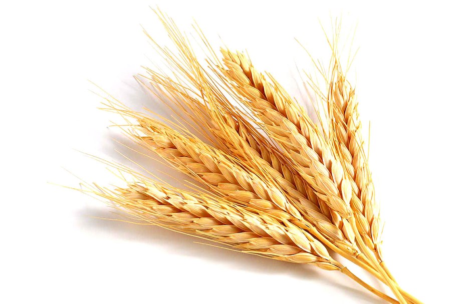 Пшеница надпись