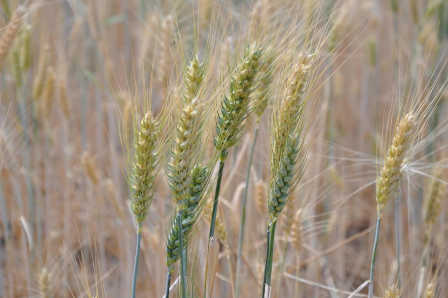 Мироновская 808 озимая пшеница