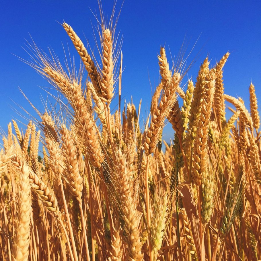 Пшеница однозернянка