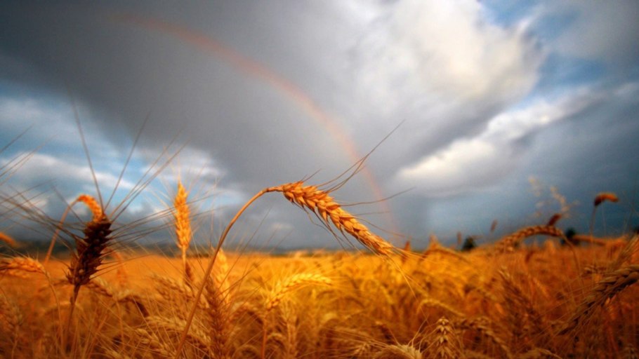 Ячмень Яровой сорт прерия