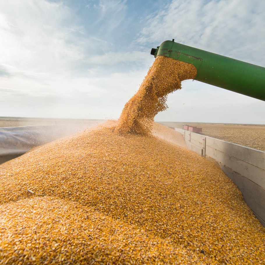 Солод зерно