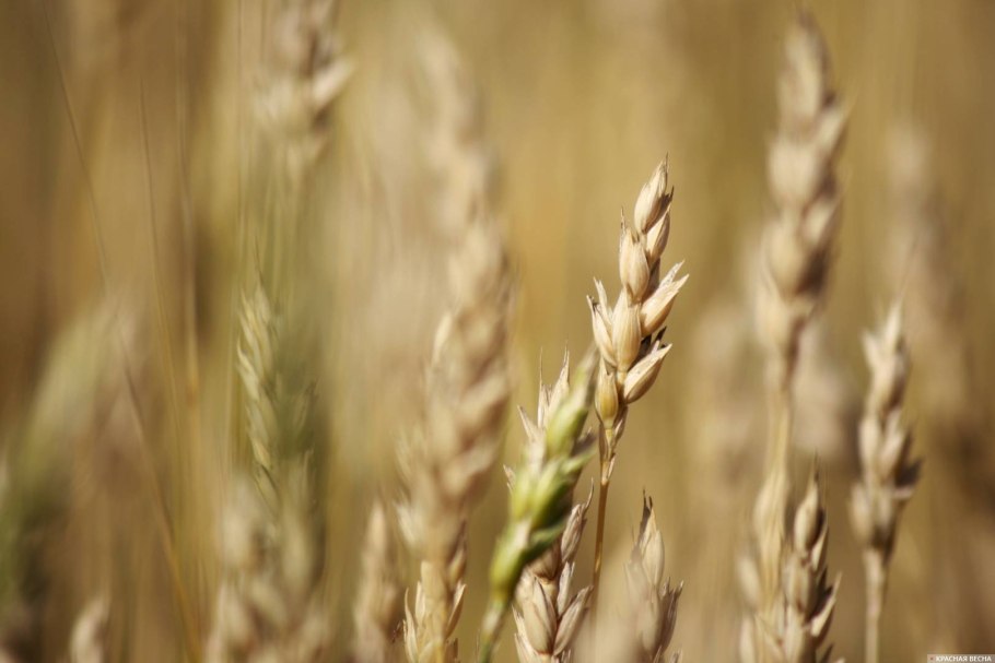 Баннер закупка пшеницы