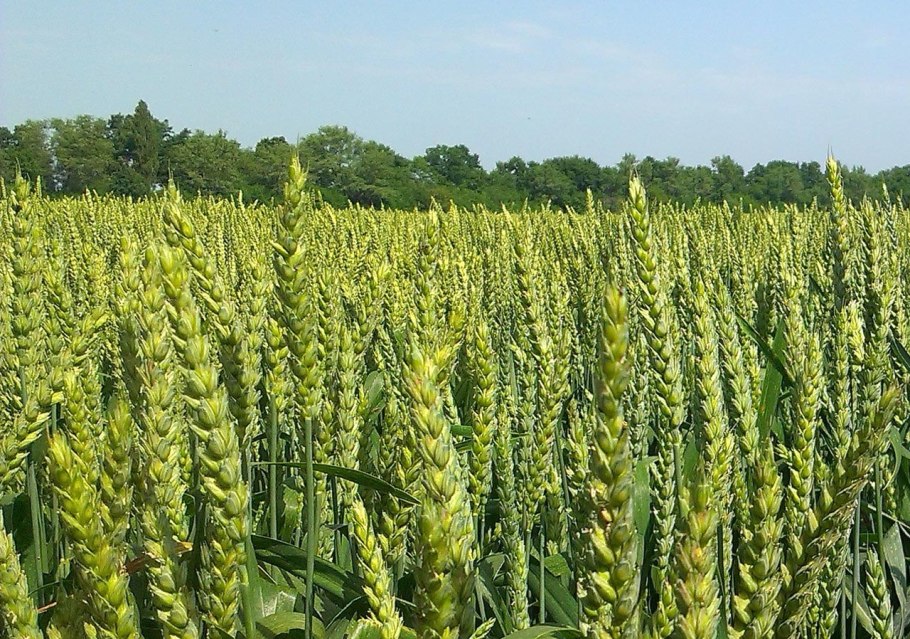 Сорт озимой пшеницы Безостая-1