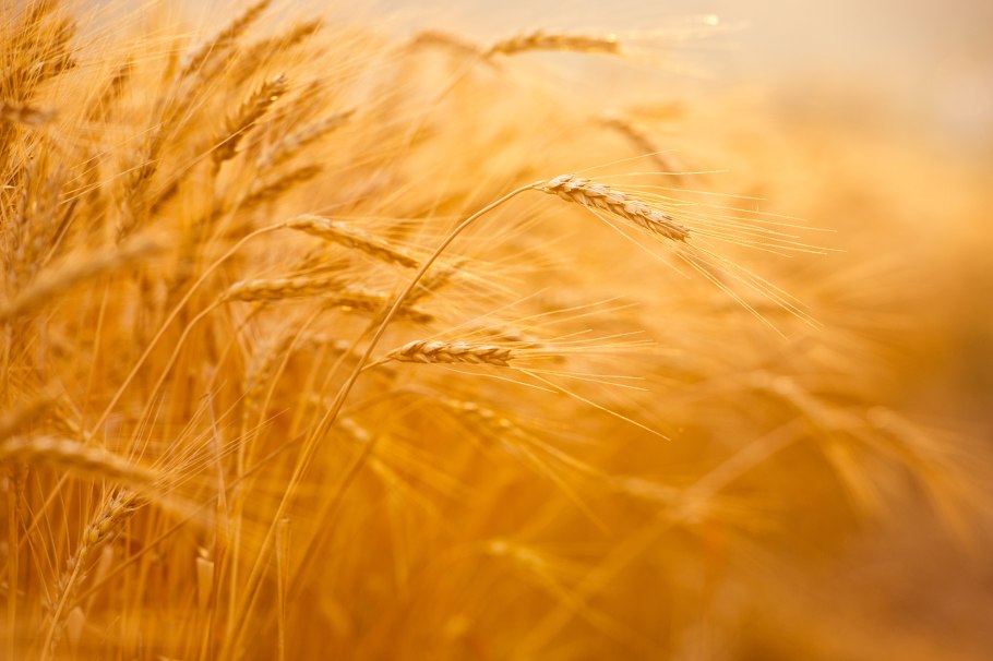 Где найти пшеницу