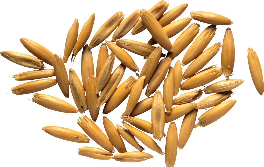 Осеннее поле с колосьями