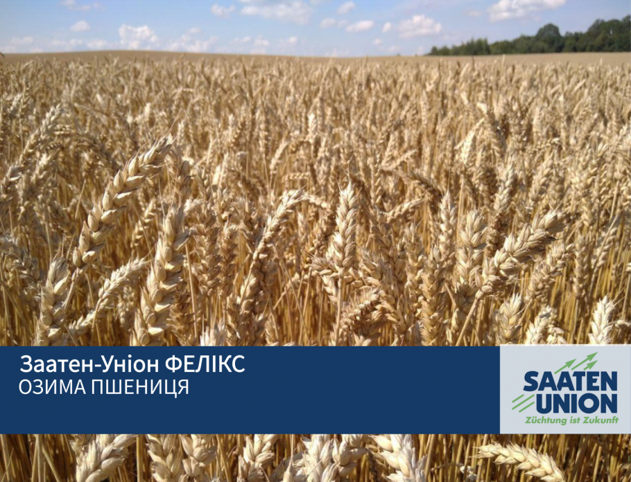 Семена пшеницы озимой сорт