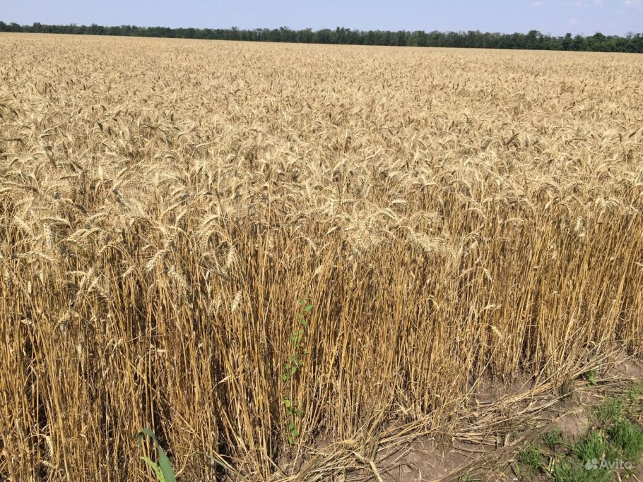 Война Украина и пшеница