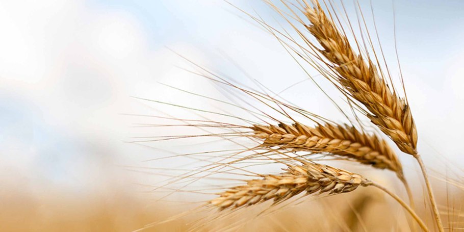 Grain Wheat Russia Ukraine