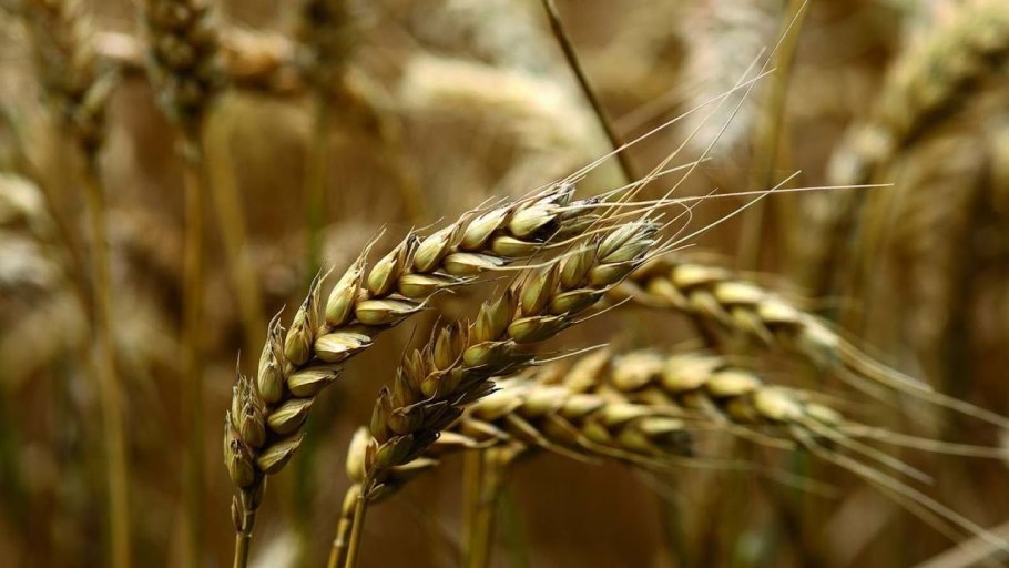 Колосок пшеницы на белом фоне