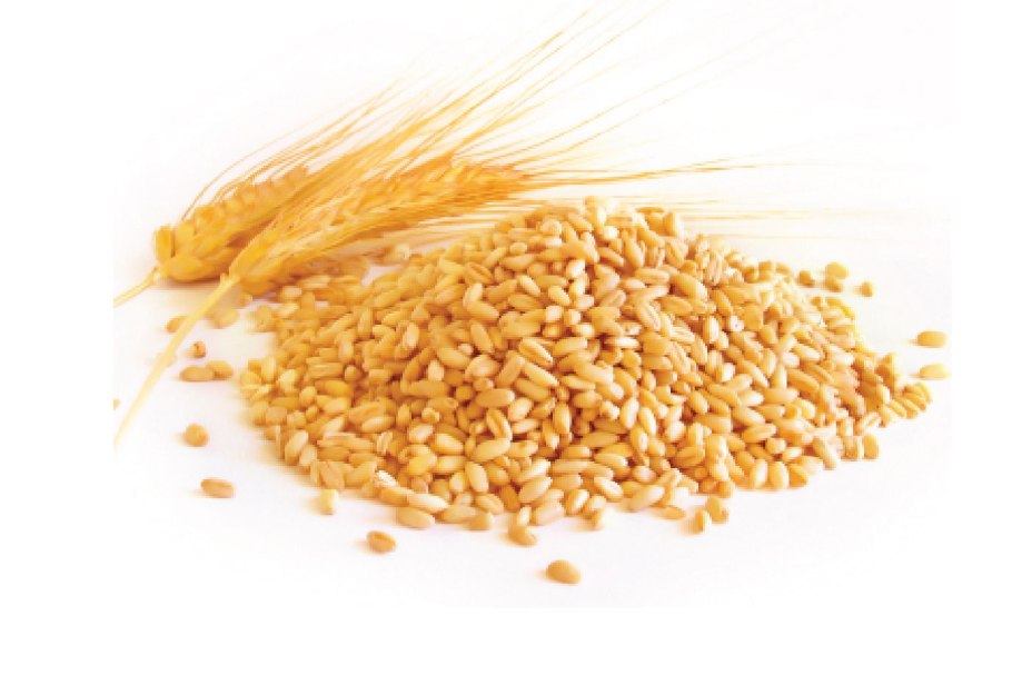 Карлсберг ячмень площади