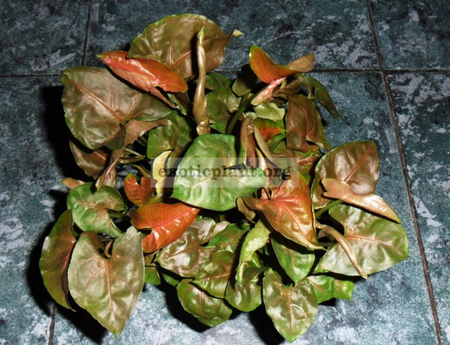 Syngonium Christmas Mutation