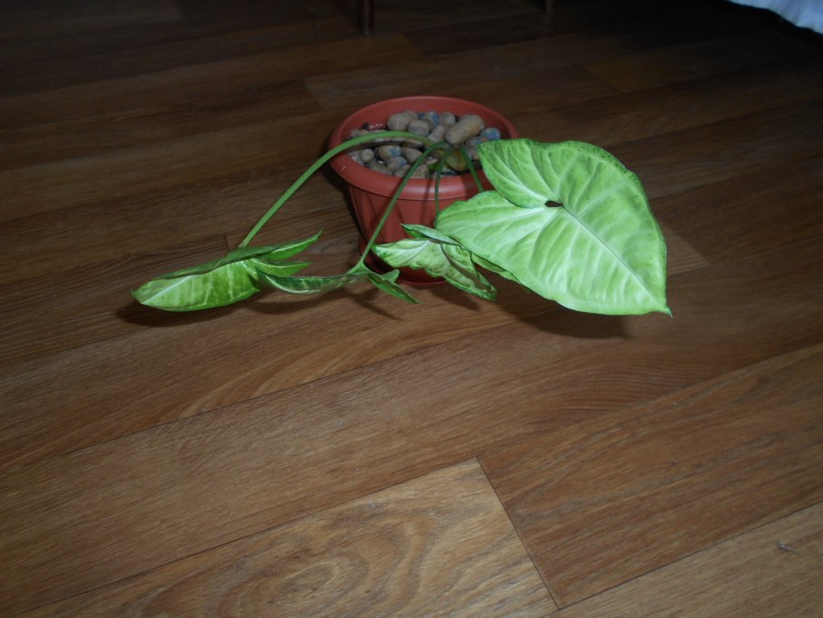 Сингониум Эмеральд Грин