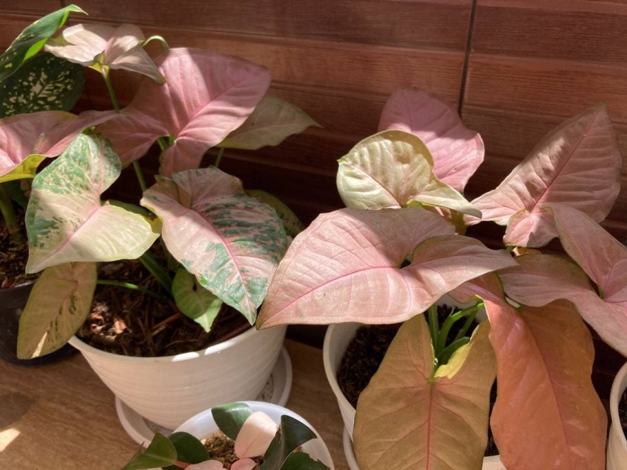 Сингониум Neon robusta