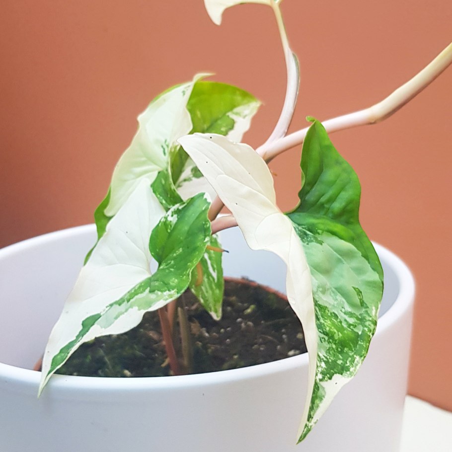 Сингониум Dark Maria