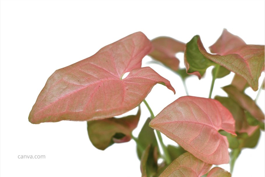 Syngonium Pink Flecked