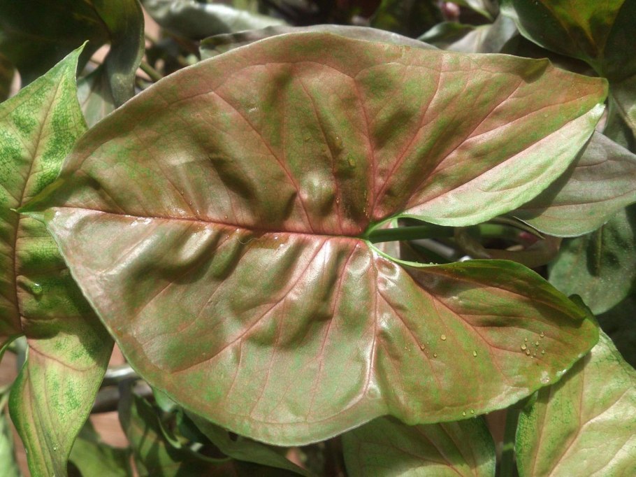 Сингониум трехлистный