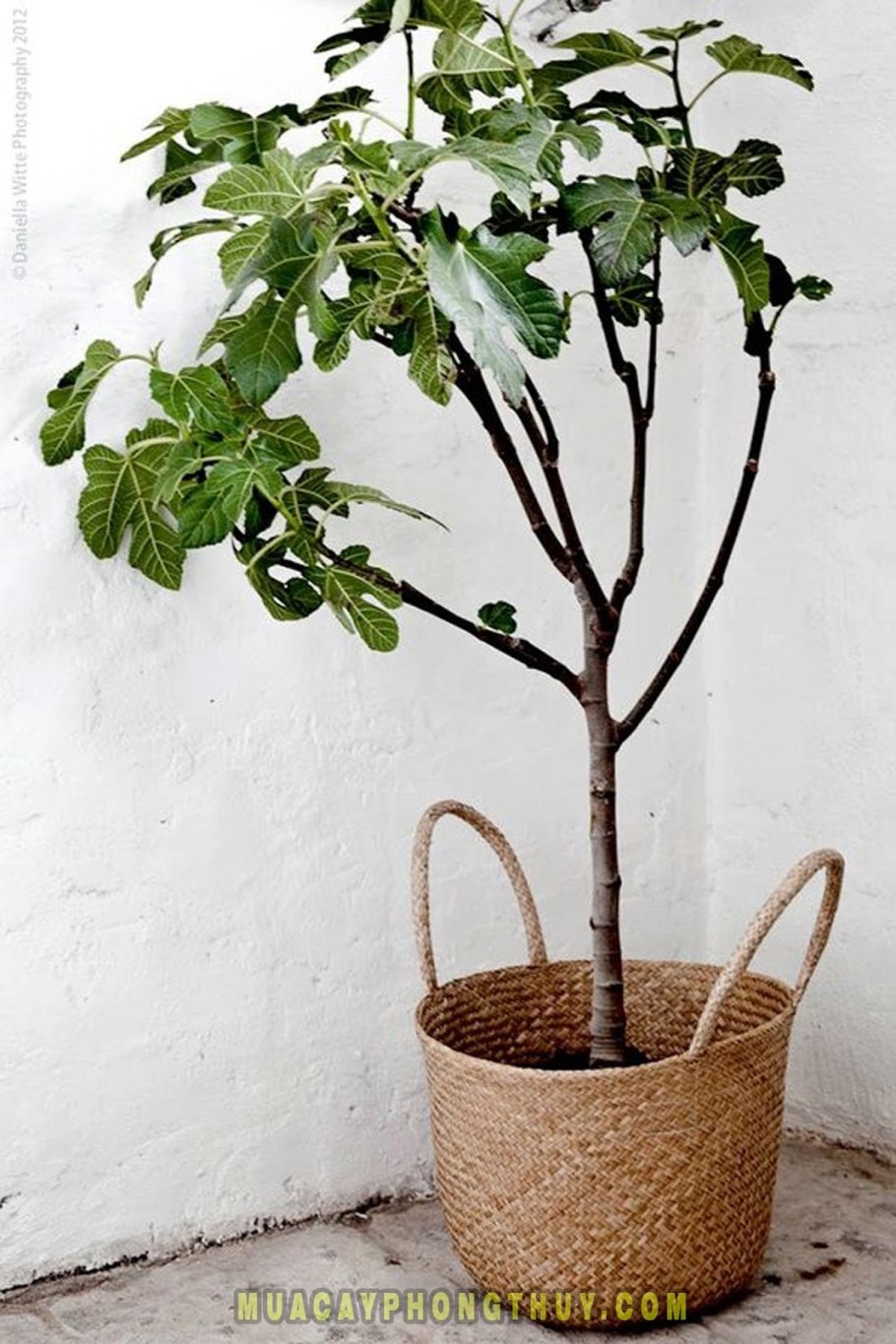 Инжир фиговое дерево комнатный