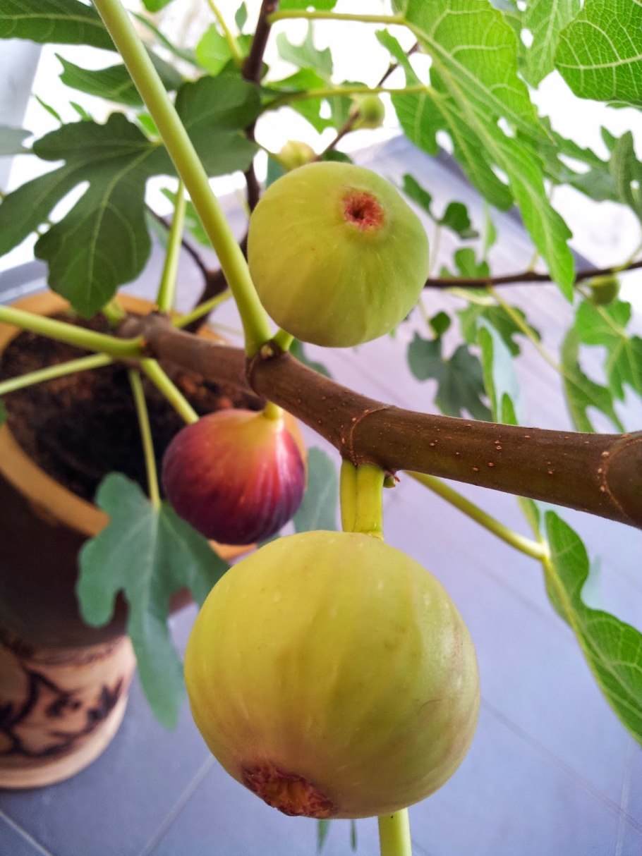 Фикус Карика Афганика