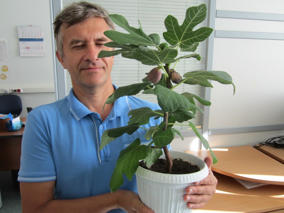 Фиговое дерево комнатное