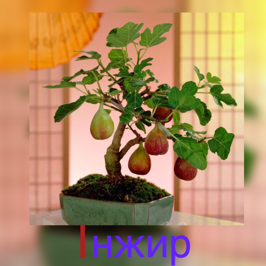 Инжир фиговое дерево