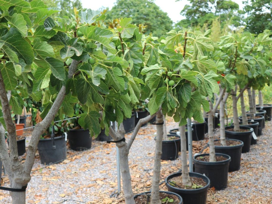 Инжир штамбовое дерево