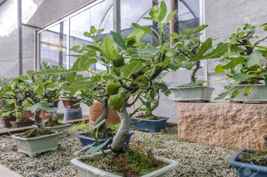 Инжир КАДОЧНЫЙ