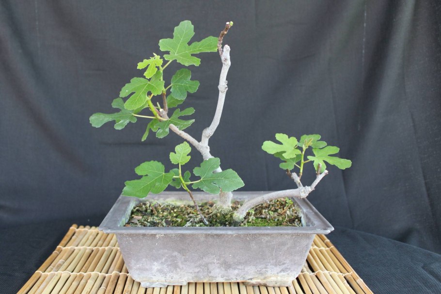 Инжир комнатный