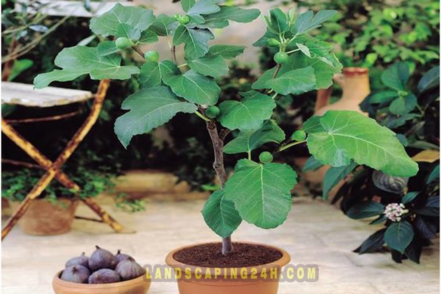 Смоковница комнатное растение