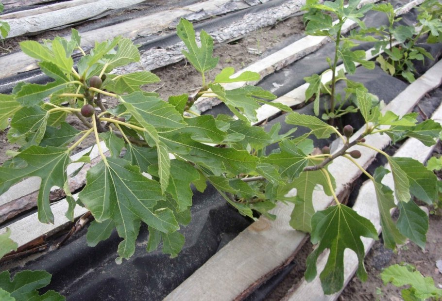 Инжир (фикус Карика) Браун Туркей