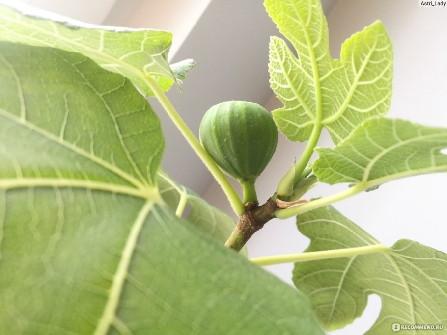 Молодой побег инжира