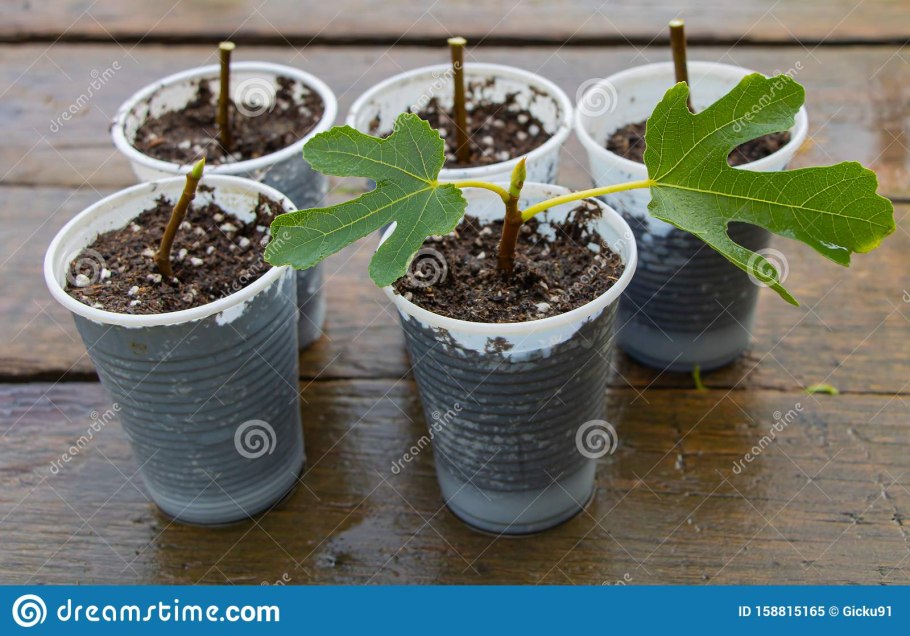 Инжир дерево в домашних