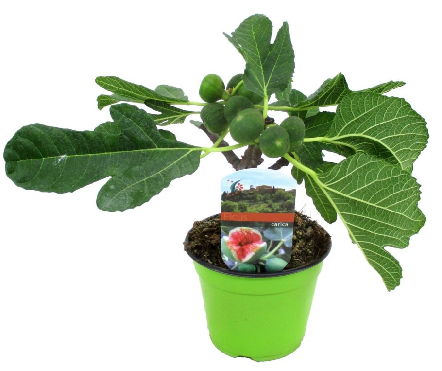 Фикус Карика (Ficus carica)