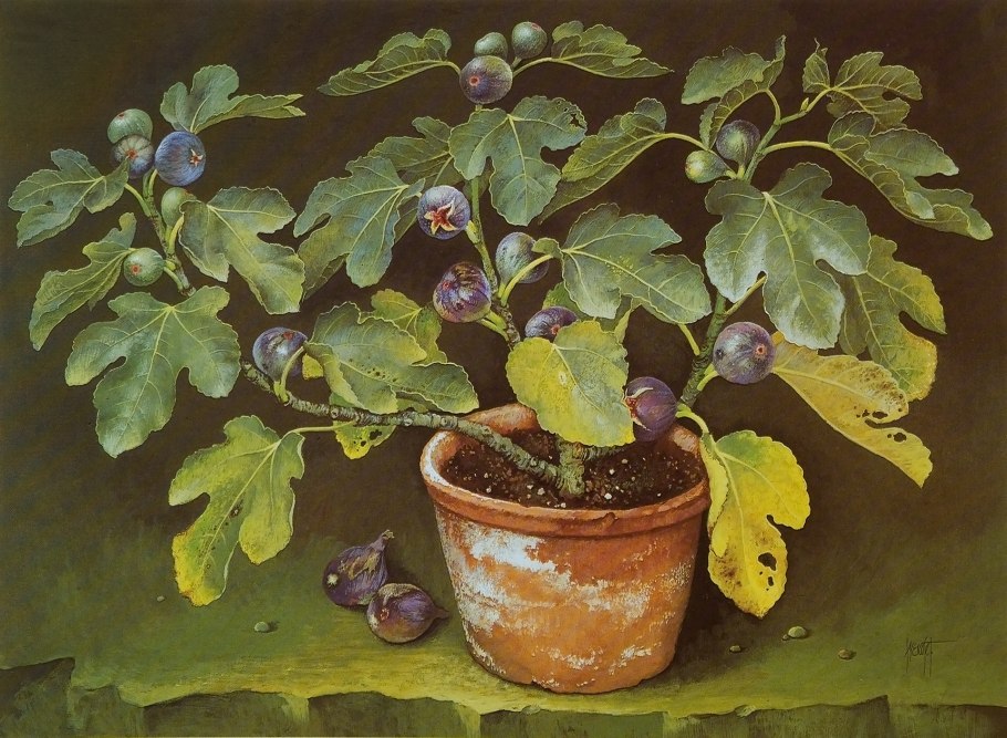 Фиговое дерево в квартире