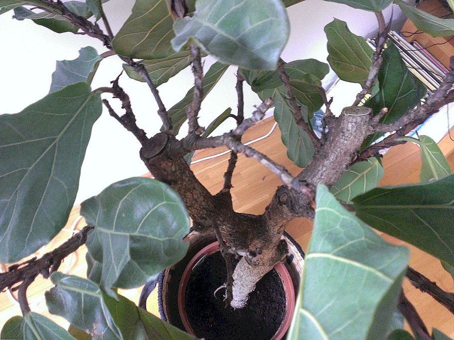 Акебия бонсай