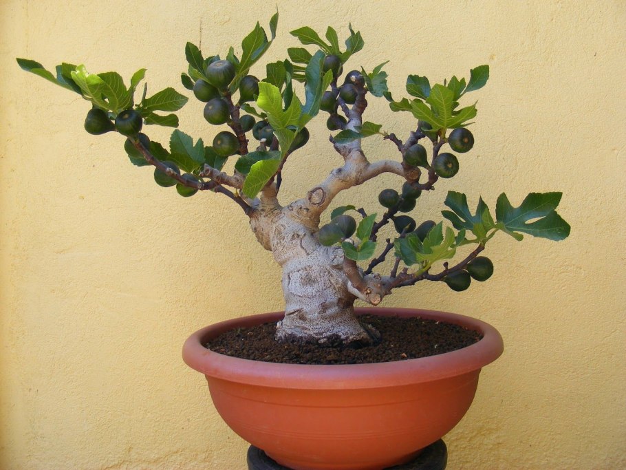 Фикус Карика бонсай