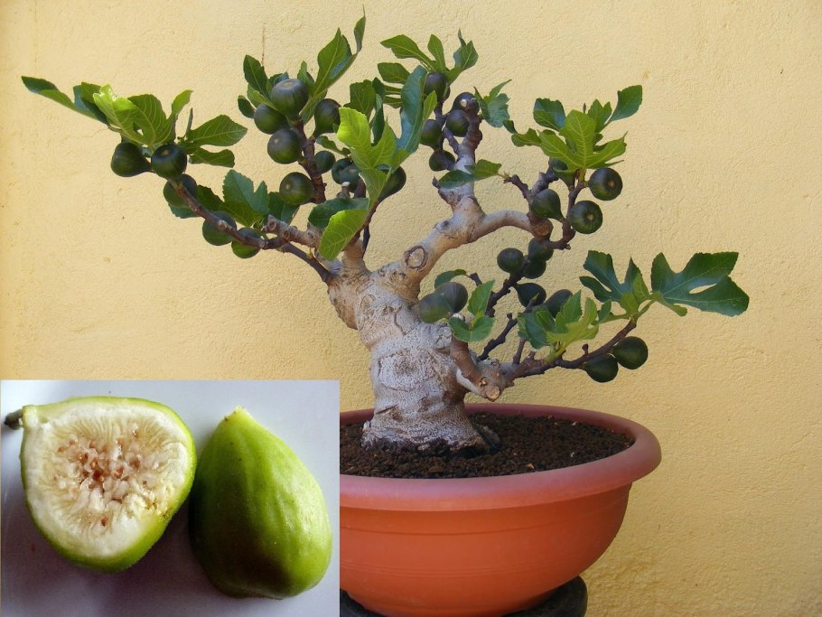Инжир фиговое дерево комнатный