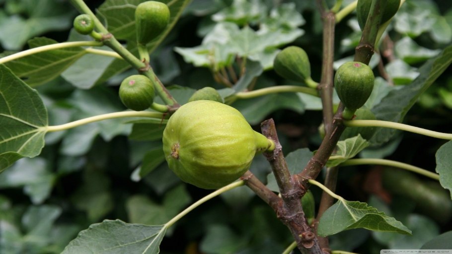 Фикус Карика Афганика