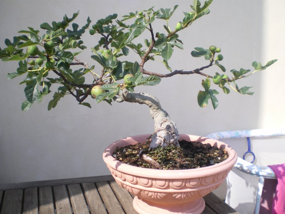 Фикус Карика