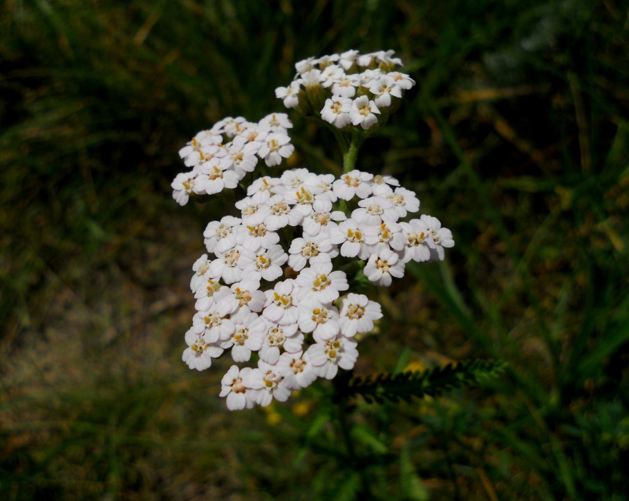 Тысячелистник Ахиллея