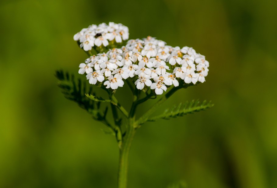Тысячелистник (Achillea millefolium)