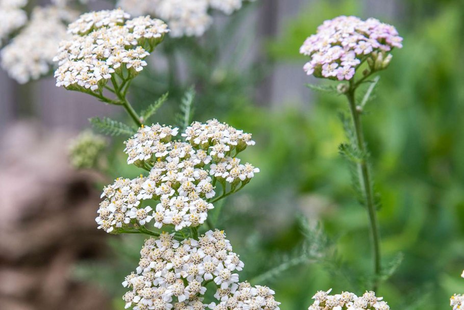 Тысячелистник Мэдисон