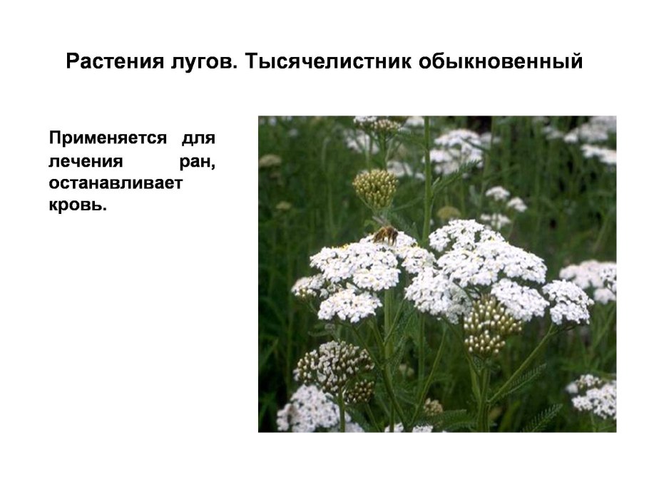 Тысячелистник обыкновенный ядовитый