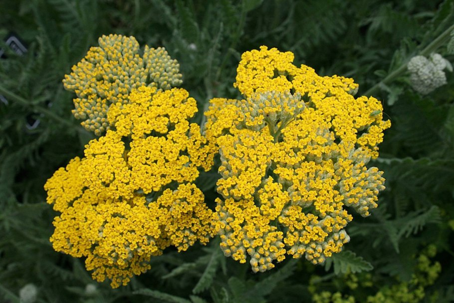 Тысячелистник обыкновенный (Achillea millefolium)