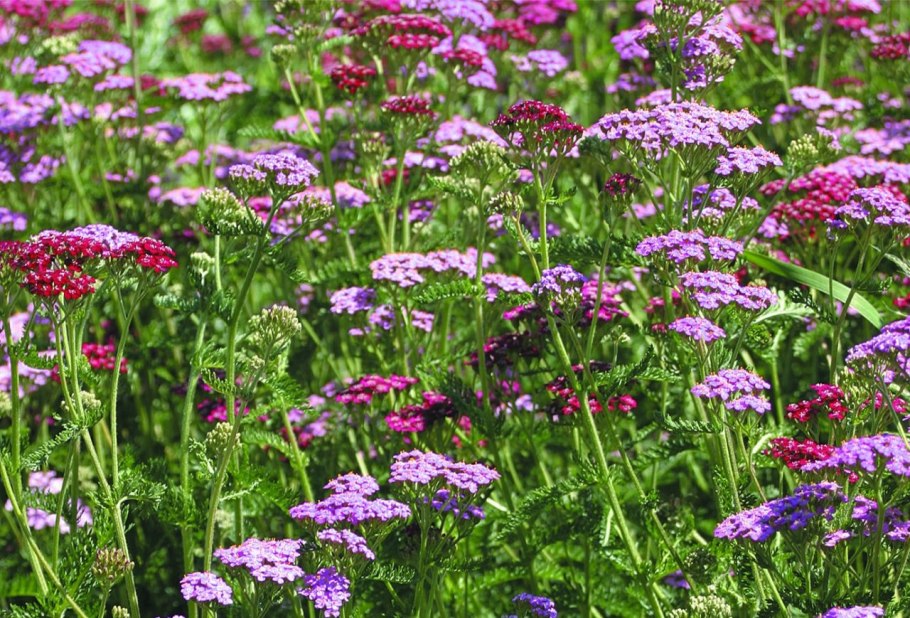 Тысячелистник обыкновенный Lilac Beauty