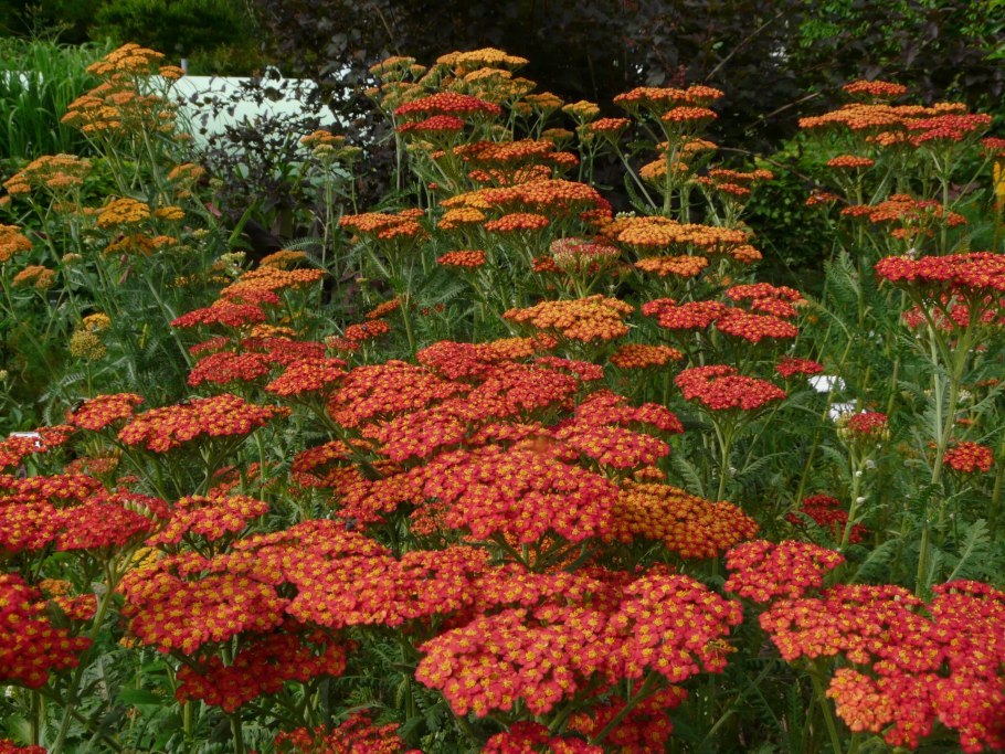 Achillea filipendulina