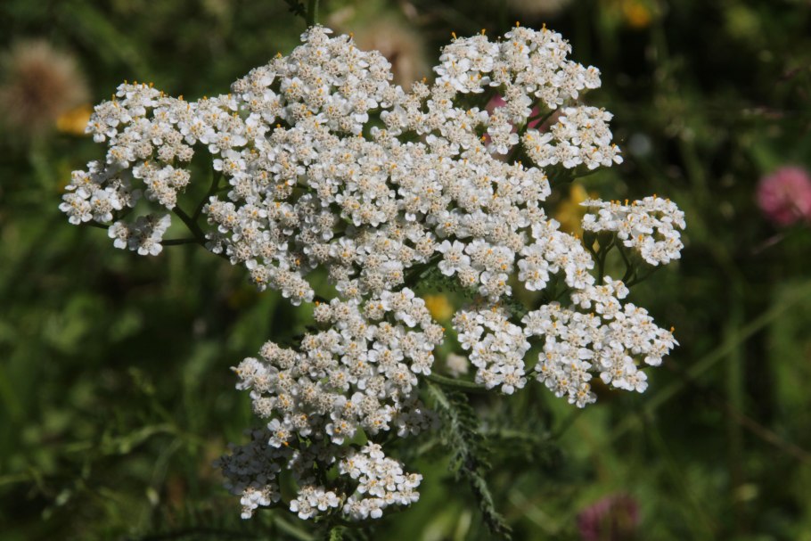 Тысячелистник обыкновенный