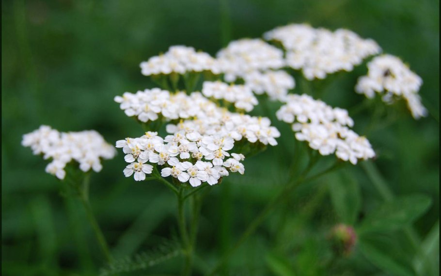 Тысячелистник полевой