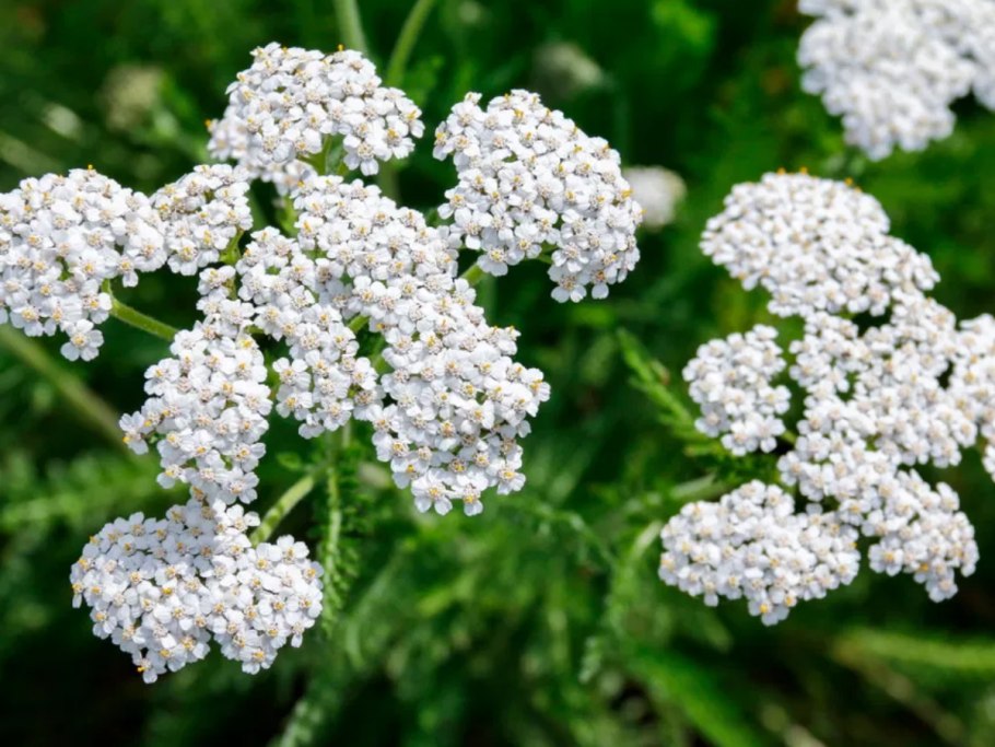 Тысячелистник обыкновенный (Achillea millefolium)