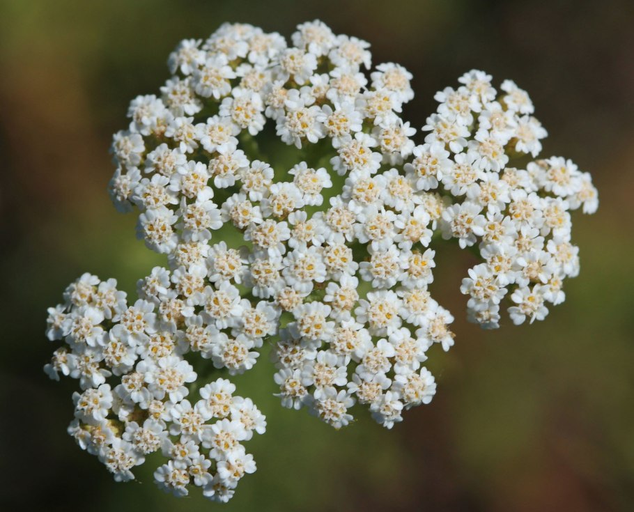 Тысячелистник благородный
